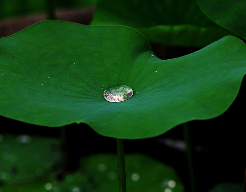 Lotus Leaf's Morning Dew Ring